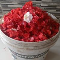 Gambar Kembang PIHONG / Bunga tabur makam/ Pacar Air cocok buat nyekar/ziarah - 6 dari Gery Florist undefined 1 Tokopedia