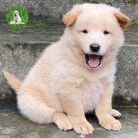 Gambar Anjing Kintamani Jantan warna cream dari Anabul Kintamani undefined 2 Tokopedia