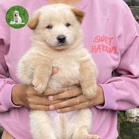 Gambar Anjing Kintamani Jantan warna cream dari Anabul Kintamani undefined 3 Tokopedia
