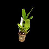 Gambar DD Orchid Seedling Anggrek Dendrobium Lombok Bangkit X Den. King Cobra dari DD Orchid Nursery undefined 3 Tokopedia