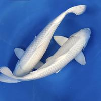 Gambar ikan koi Platinum Ogon Grade A 30cm - Ikan koi Blitar dari Gevana koi undefined 1 Tokopedia