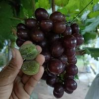 Gambar Bibit Anggur Import EARLY ADORA dari bibitan prambon breeder undefined 1 Tokopedia