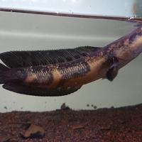 Gambar red maru bar 3/3 dari AscFish undefined 1 Tokopedia
