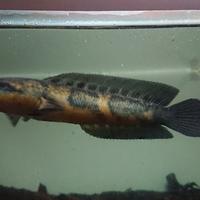 Gambar red maru bar 3/3 dari AscFish undefined 2 Tokopedia