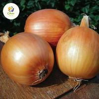 Gambar bawang bombay  1kg harga grosir ( min 5 kg) dari cihuni bandung undefined 1 Tokopedia