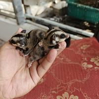 Gambar JOEY SUGAR GLIDER CLASSIC GREY HET CREAMINO dari Raja Torto undefined 1 Tokopedia