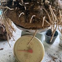 Gambar UMBI AMORPHOPHALLUS TITAN dari Panjaitan Farm undefined 4 Tokopedia