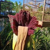 Gambar UMBI AMORPHOPHALLUS TITAN dari Panjaitan Farm undefined 1 Tokopedia