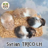 Gambar Hamster Syrian Long Hair ( GRAB / GOJEK ONLY) dari Mr.Taro Hamster Palembang undefined 4 Tokopedia