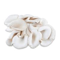 Gambar Jamur Tiram Putih Per 5 KG (Harga Grosir) dari Yezbozz Shop undefined 2 Tokopedia
