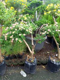 Gambar Tanaman bonsai Lantana dari SanggarBungaMawarBatik.id undefined 5 Tokopedia