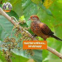 Gambar burung punai api unchal loreng merah mewah mempesona dari masterankicaubirdshopp undefined 3 Tokopedia