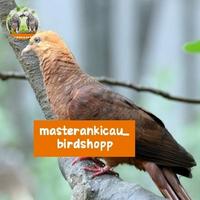 Gambar burung punai api unchal loreng merah mewah mempesona dari masterankicaubirdshopp undefined 4 Tokopedia