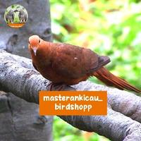 Gambar burung punai api unchal loreng merah mewah mempesona dari masterankicaubirdshopp undefined 2 Tokopedia