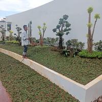Gambar penanaman pohon di pantai mutiara di rumah haji Robert hp 085211551571 dari kiosbunga99 undefined 2 Tokopedia