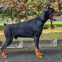 Gambar Doberman jantan siap jaga rumah dari vipet undefined 1 Tokopedia
