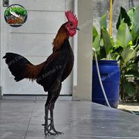 Gambar Modern Game Bantam dari Regars Exotic Animal Farm undefined 2 Tokopedia
