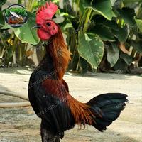 Gambar Modern Game Bantam dari Regars Exotic Animal Farm undefined 3 Tokopedia