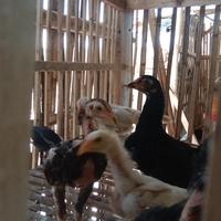 Gambar ayam pakhoy super brutal dari wrf shopp undefined 3 Tokopedia