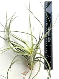 Gambar Tillandsia Exserta 'Giant'  - import BUMI Air Plant Tanaman Udara - Large dari Bumi Orchids & Tillandsia undefined 5 Tokopedia