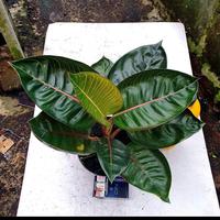 Gambar Aglonema Black Moonlight dari Fajarcooler undefined 2 Tokopedia