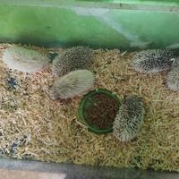 Gambar landak mini dari abudpets undefined 3 Tokopedia