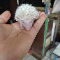 Gambar landak mini dari abudpets undefined 2 Tokopedia