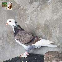 Gambar burung merpati blantong jembros ekput betina dari nez merpati undefined 4 Tokopedia