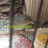 Gambar Burung Flamboyan Gacor Nyuling jinak Sudah makan pur dari Animal farm undefined 3 Tokopedia