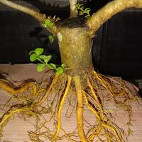 Gambar sancang bogel program akar bahan bonsai sancang program akar dari Fajarbahanbonsai undefined 3 Tokopedia