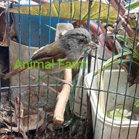 Gambar Burung Flamboyan Gacor Nyuling jinak Sudah makan pur dari Animal farm undefined 2 Tokopedia