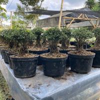 Gambar READY! Bonsai seribu bintang + pot ukuran 15 dari Javaron undefined 3 Tokopedia