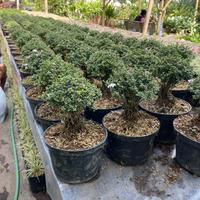 Gambar READY! Bonsai seribu bintang + pot ukuran 15 dari Javaron undefined 5 Tokopedia