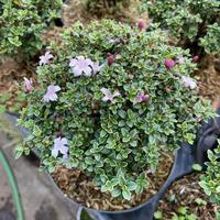 Gambar READY! Bonsai seribu bintang + pot ukuran 15 dari Javaron undefined 4 Tokopedia
