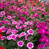 Gambar TANAMAN HIAS - BUNGA ANYELIR - DIANTHUS - WARNA RANDOM - Merah dari Iday Florist undefined 4 Tokopedia