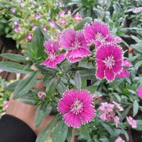 Gambar TANAMAN HIAS - BUNGA ANYELIR - DIANTHUS - WARNA RANDOM - Merah dari Iday Florist undefined 2 Tokopedia