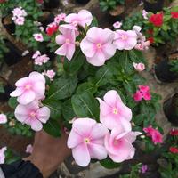 Gambar TANAMAN HIAS - BUNGA VINCA - TAPAK DARA - WARNA RANDOM - Putih dari Iday Florist undefined 2 Tokopedia