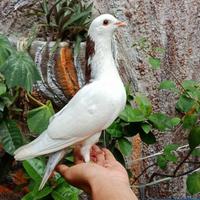 Gambar Burung Dara / Merpati Jantan dari SantinetStore37 undefined 3 Tokopedia