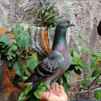 Gambar Burung Dara / Merpati Jantan dari SantinetStore37 undefined 2 Tokopedia