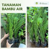Gambar Tanaman Bambu Air Hoki / Lidi Air / Lucky Bamboo dari Nurseri Lestari undefined 1 Tokopedia