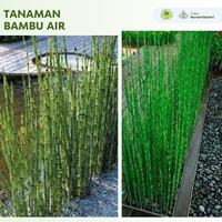 Gambar Tanaman Bambu Air Hoki / Lidi Air / Lucky Bamboo dari Nurseri Lestari undefined 5 Tokopedia
