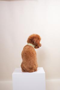 Gambar Noir Sur Blanc Pet Rocky Bandana Matcha - S dari noirsurblancstore undefined 3 Tokopedia