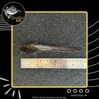 Gambar Bibit Lele Uk. 17-18cm Sangkuriang Terbaik Murah Berkualitas dari Bandar Lele 77 undefined 2 Tokopedia