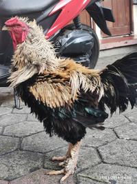 Gambar ayam tolak walik, Taji/jalu 1cm, 1.5 Kg, kelahiran 2021 dari RAZ2018 SHOP undefined 3 Tokopedia
