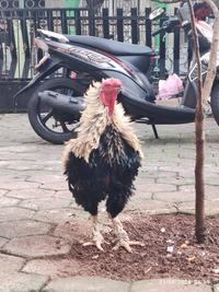 Gambar ayam tolak walik, Taji/jalu 1cm, 1.5 Kg, kelahiran 2021 dari RAZ2018 SHOP undefined 1 Tokopedia
