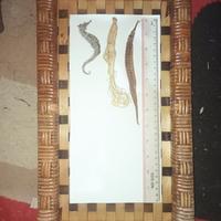 Gambar Ramuan ginseng + Kuda laut & Naga laut dari Wijaya Shoping undefined 1 Tokopedia
