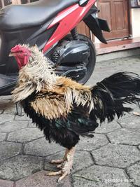 Gambar ayam tolak walik, Taji/jalu 1cm, 1.5 Kg, kelahiran 2021 dari RAZ2018 SHOP undefined 4 Tokopedia