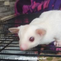 Gambar sugar glider Joey Albino poss Albimoz di Balikpapan dari MR petHome undefined 1 Tokopedia