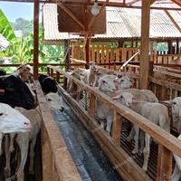 Gambar Domba kambing Qurban / domba kurban / qurban dari HilyatanNaz Group undefined 5 Tokopedia