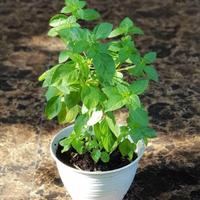 Gambar Tanaman Kemangi - Bibit Tanaman Daun Kemangi Untuk Lalapan dari MasnoIndoorJungle undefined 3 Tokopedia